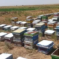 کلنی  و کندو زنبور عسل  قوی چکی و شرایطی