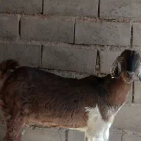 بز دوقلوزا آوست|حیوانات مزرعه|بم, |دیوار