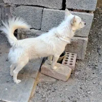 اشپیتز روباهی|سگ|کرمان, |دیوار