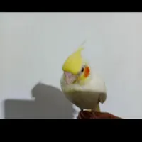 عروس هلندی|پرنده|مزرعه کتول, |دیوار
