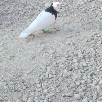 طوقی|پرنده|گله دار, |دیوار