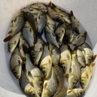 توزیع ماهی کپور آمور پرورش اصفهان|ماهی|اصفهان, ملاصدرا|دیوار