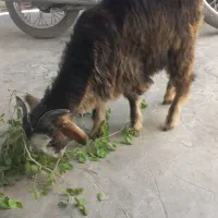 کهره نر برازجان