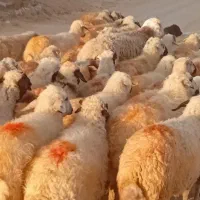 میش عراقی جوان ابستن