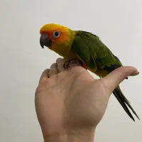 طوطی خورشیدی چلوندنی