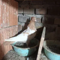 ۱ جفت آلمانی و چند تا رنگی|پرنده|گنبد کاووس, |دیوار