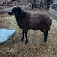 قوچ اصیل شال|حیوانات مزرعه|کرمانشاه, |دیوار