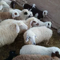 11عددمیش زائده فروشی