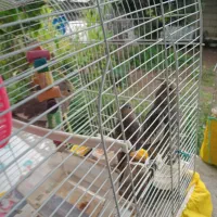 عروس هلندی جوان