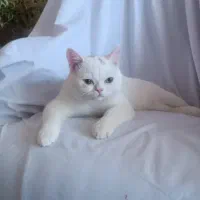واگذاری گربه اسکاتیش