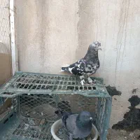 کفتر نر سرور با ماده سبز اینگیلیسی