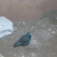 زاغ|پرنده|اسفراین, |دیوار