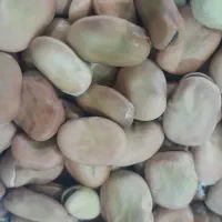 فروش بذر باقالا|خوردنی و آشامیدنی|دلند, |دیوار
