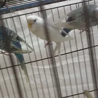 مرغ عشق رینبو|پرنده|رودسر, |دیوار