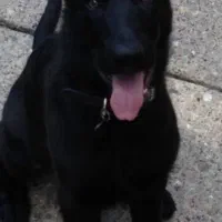 توله ژرمن بلک