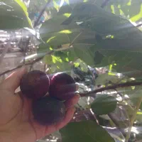 درخت انجیر|گل و گیاه طبیعی|مشهد, گاز|دیوار