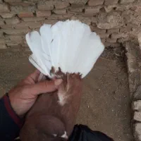 چند عدد کبوتر زیبا|پرنده|سبزوار, جوادیه شرقی|دیوار