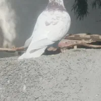 کفتر تهرانی