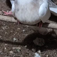 طوقی سور .کله سیاه نر