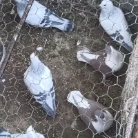 سبز کلاغ نر|پرنده|راین, |دیوار