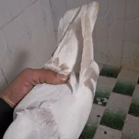 دم سفید|پرنده|سبزوار, زینبیه|دیوار