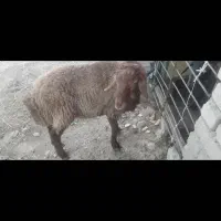 بره نر