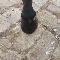 نعلبندی|اسب و تجهیزات اسب‌سواری|اصفهان, رزمندگان|دیوار