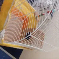 فروش یک قفس زیبا پرنده با تمام لوازم|لوازم جانبی حیوانات|تهران, افسریه شمالی|دیوار