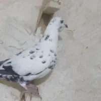 کبوتر پرنده|پرنده|مرودشت, نقش رستم|دیوار