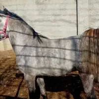 فروش اسب نریان