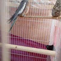 سلام. دو عدد جوجه عروس هلندی سالم فروشی