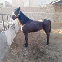 مادیان عرب ایرانی