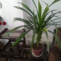 گل زیبای پاندانوس به فروش میرسد