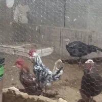 تعدادی مرغ خروس بوقلمون|حیوانات مزرعه|قزوین, |دیوار