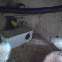 مرغ عشق نر ماده جفت تخم گذار|پرنده|باروق, |دیوار