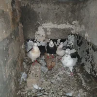 8عدد کبوتر خوب قیمت مناسب طوقی