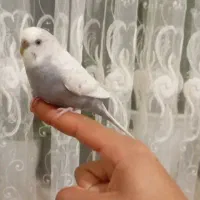 مرغ عشق اهلی