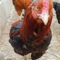 مرغ خروس|حیوانات مزرعه|کردکوی, |دیوار