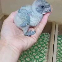 جوجه سرلاکی شاه طوطی  راهب سنگال|پرنده|مشهد, شهید قربانی|دیوار