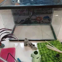 آکواریوم|ماهی|کرج, کلاک نو|دیوار