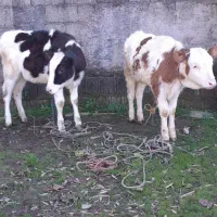 دوراس گوساله ماده  سیمینتال لیشه گاو