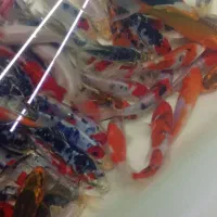 نیمچه ماهی کوی