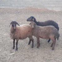 بره سبک،افشار،میش بز