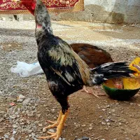 مرغ و خروس اصلی