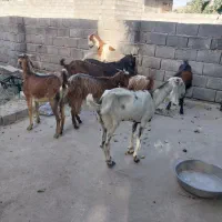 کهره فروشی|حیوانات مزرعه|میناب, |دیوار