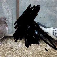 کفتر پرشی و جفتگاه|پرنده|مشهد, چاهشک|دیوار