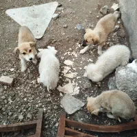 سگ بازی گوش