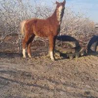 سلام کره اسب یک ساله