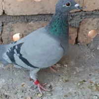کبوتر سبز ماده|پرنده|تربت جام, معدآباد|دیوار