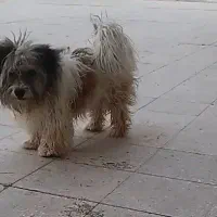 سگ پشمالو پاکوتاه